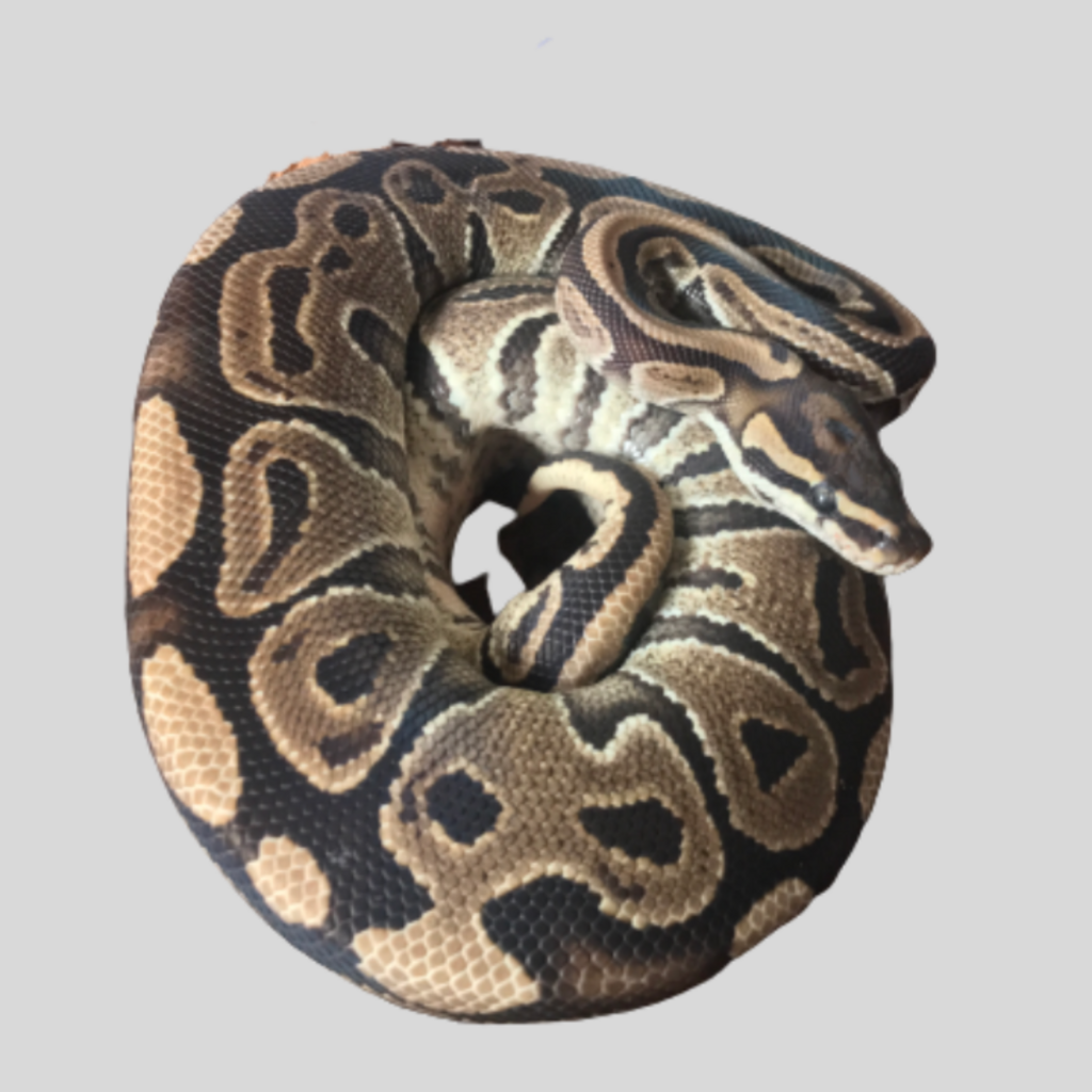 HRA Specter Ball Python